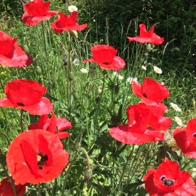 Coquelicots