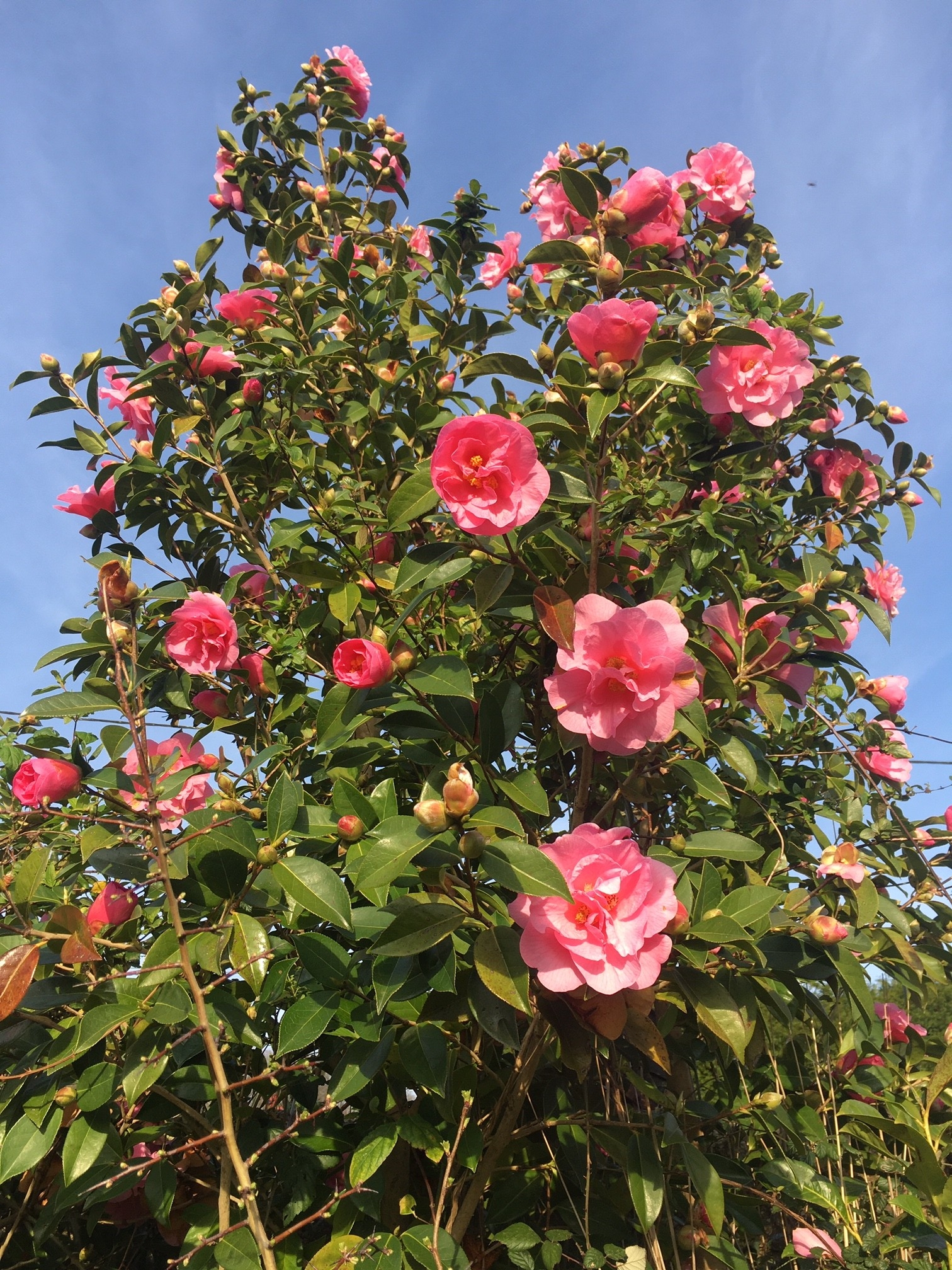 Camelia rose en fleurs printemps 2020