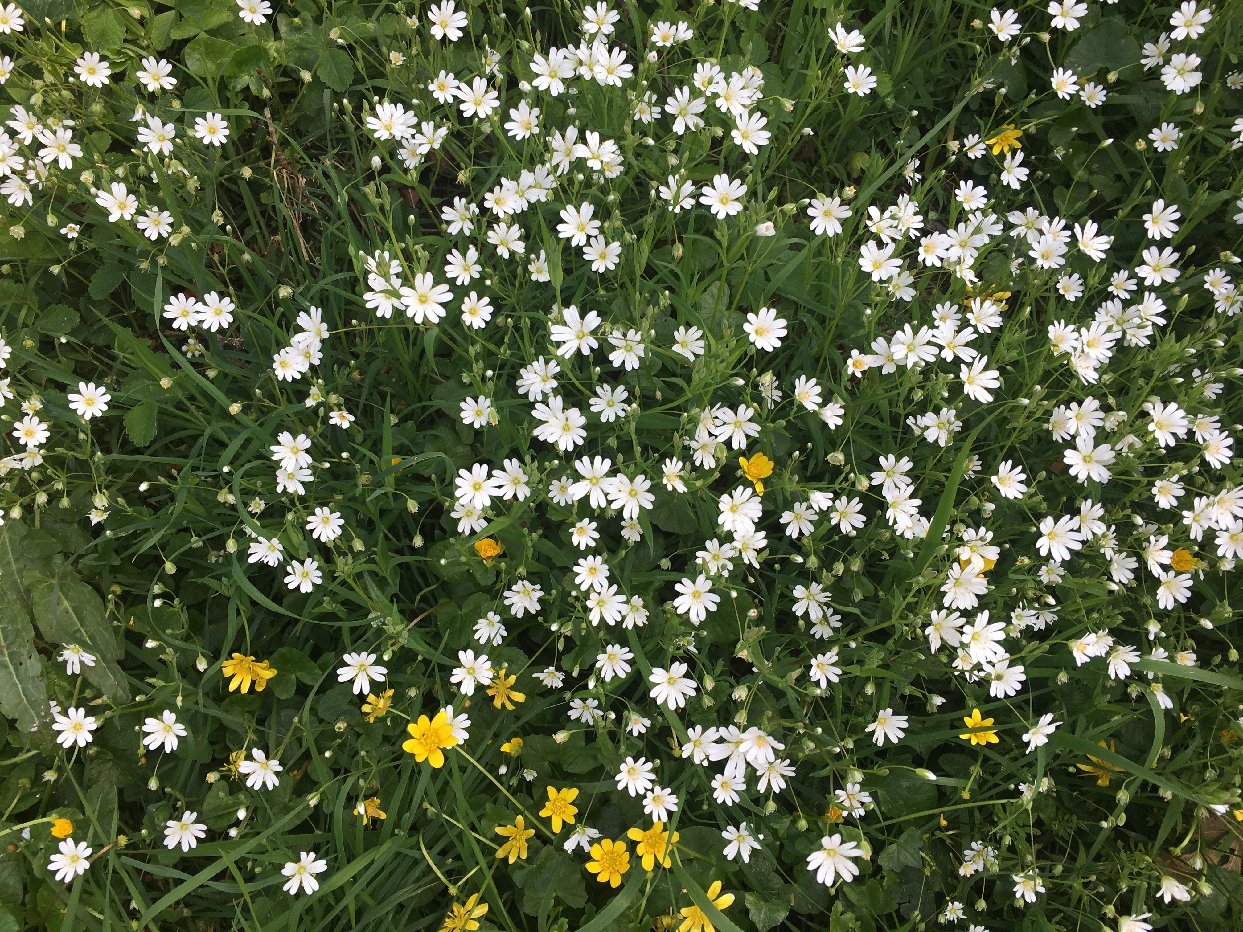 parterre fleurs blanches