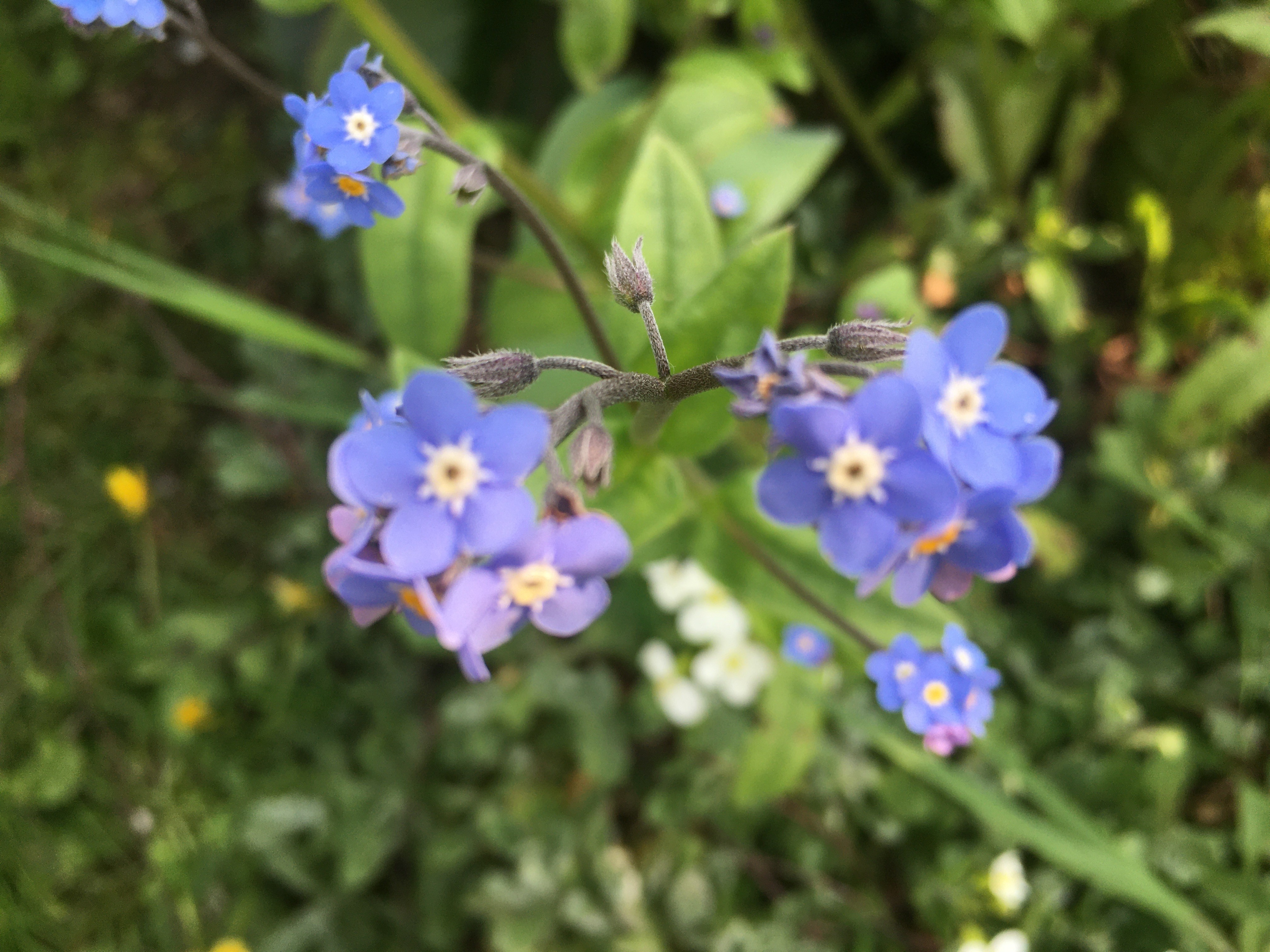 Myosotis printemps 2020