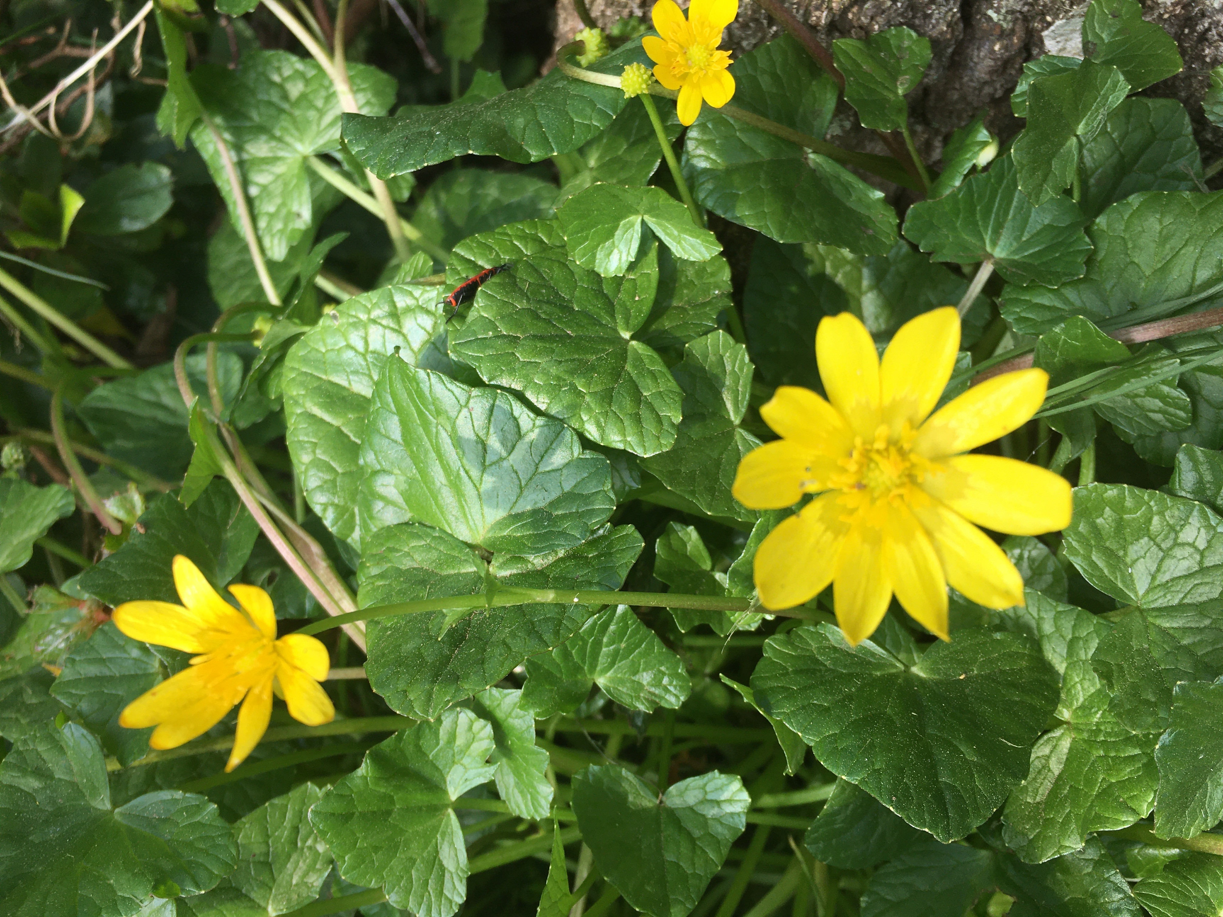 Fleurs jaunes en parterre de sous-bois