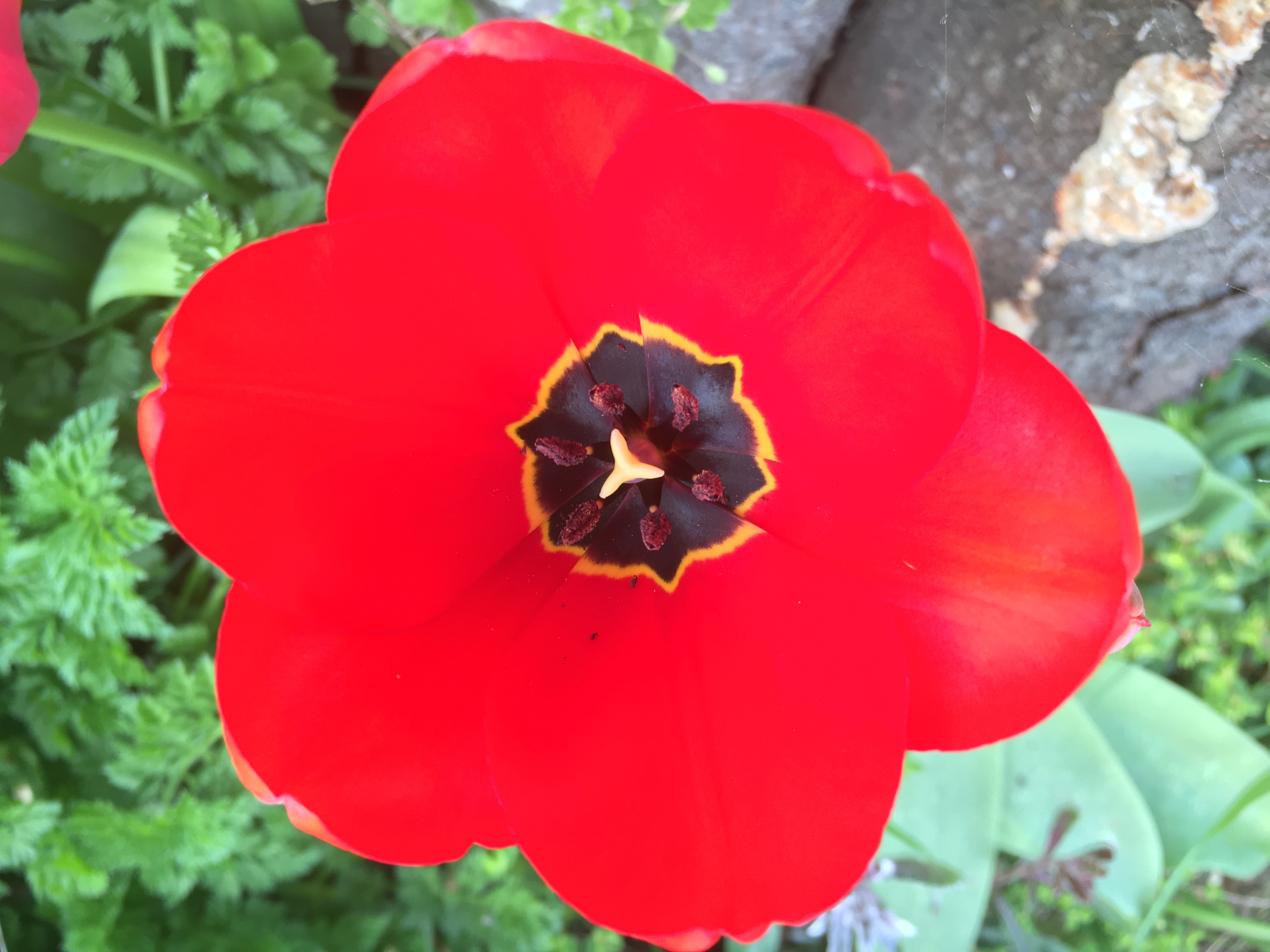 Tulipe rouge printemps 2020 langeviniere