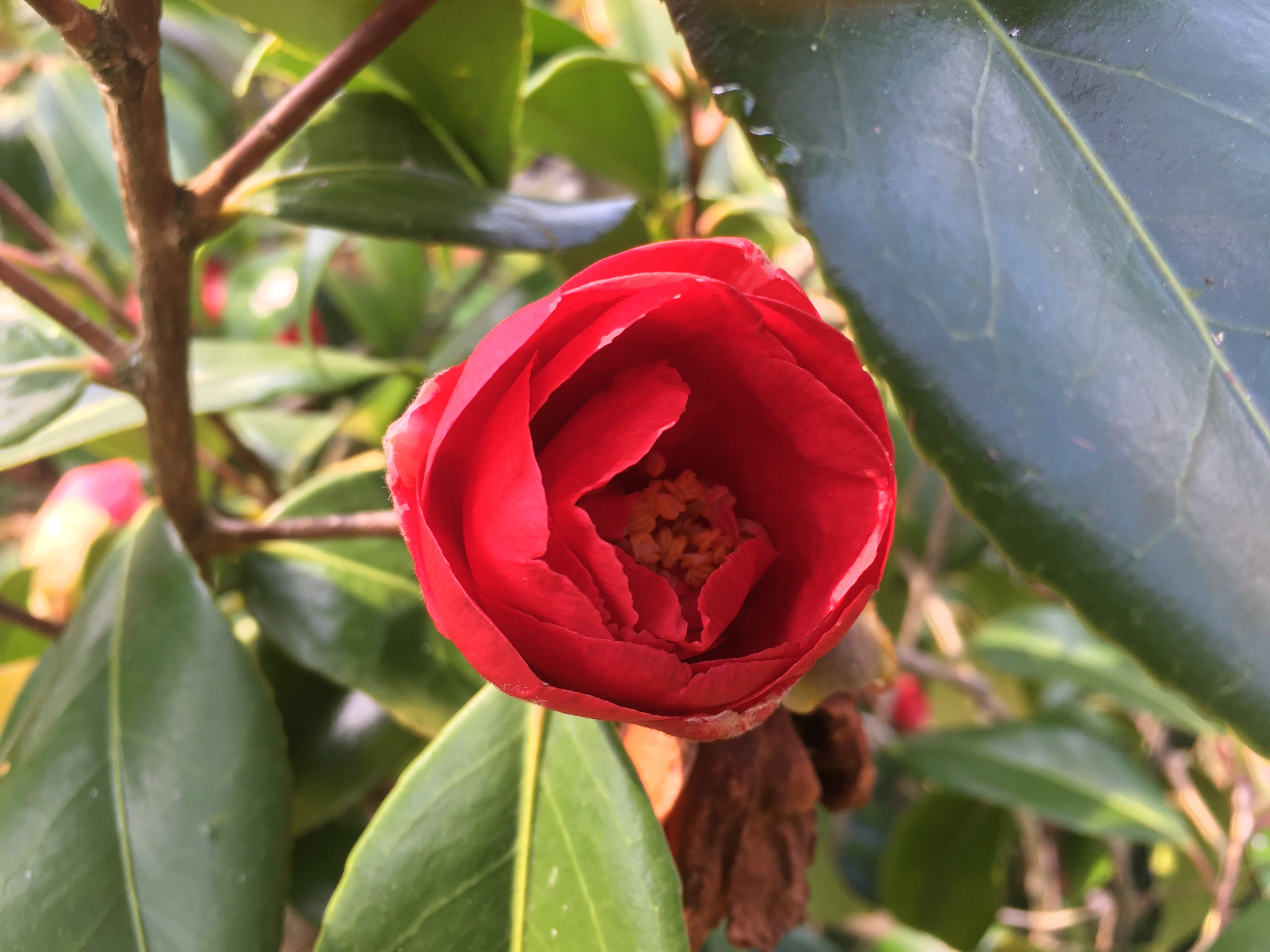 Fleur de Camélia rouge