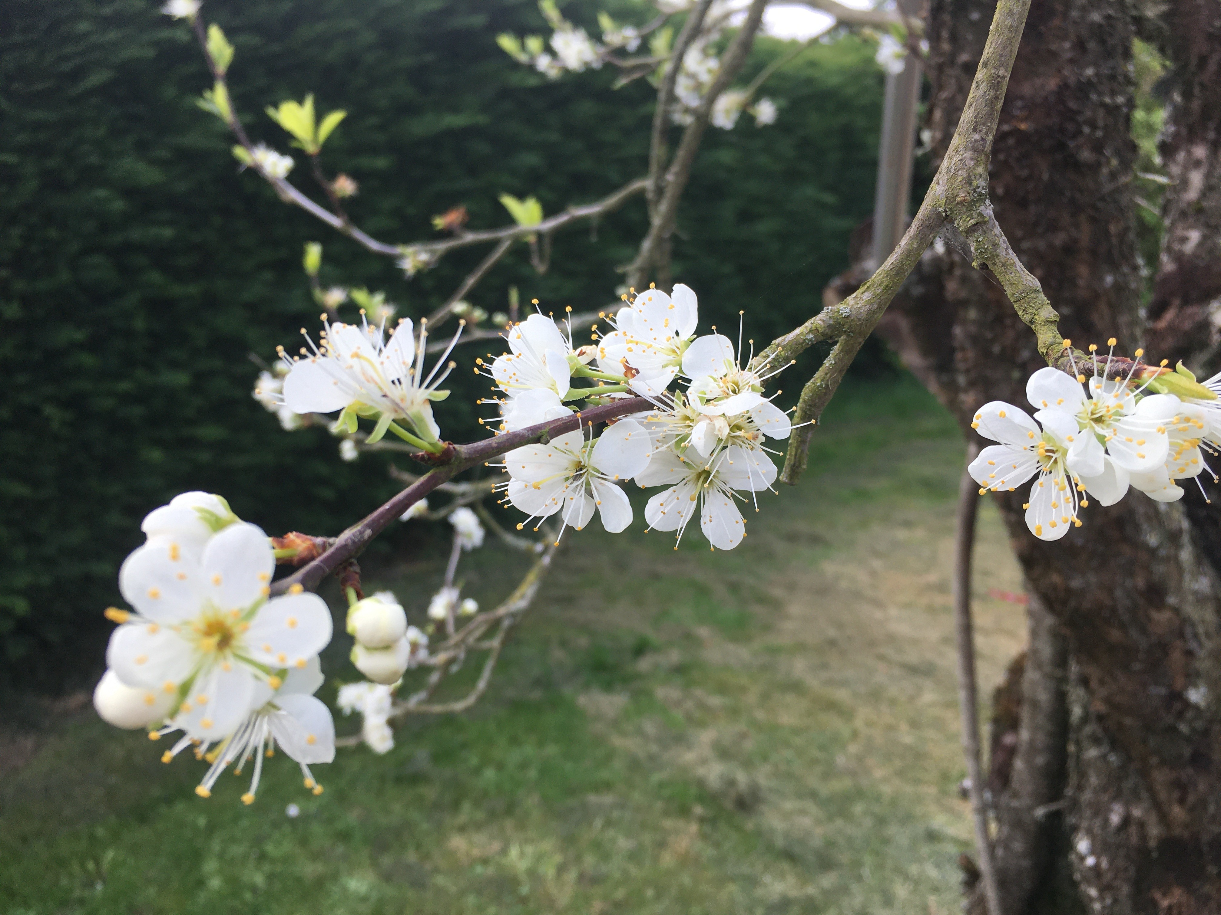 Fleurs de prunier